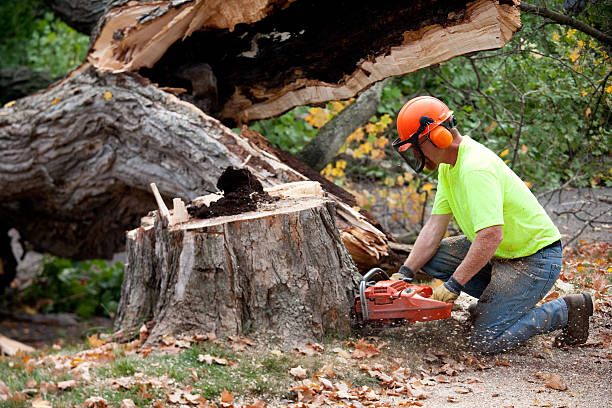 Residential Tree Removal